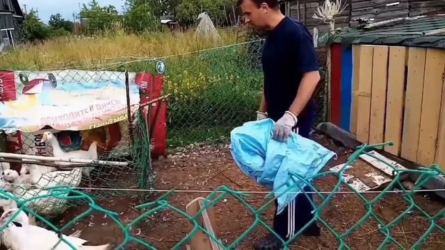 Выгодное Содержание мулардов. Утка в 48 дней. Сколько весит утка. смотреть онлайн