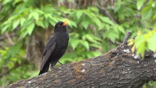 Սև կեռնեխ | Чёрный дрозд смотреть онлайн