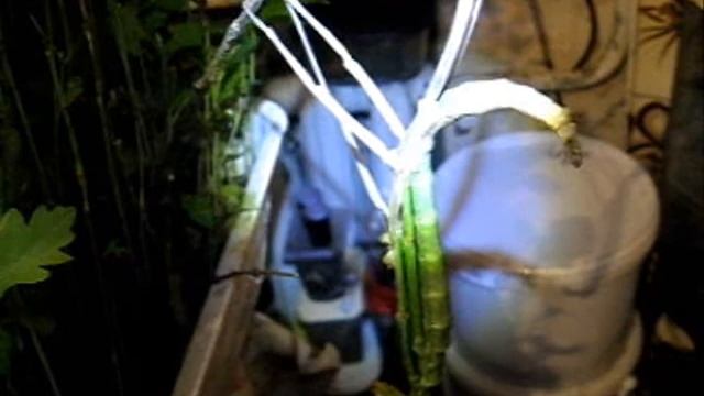 Еще одна линька самки палочника Pharnacia Ponderosa