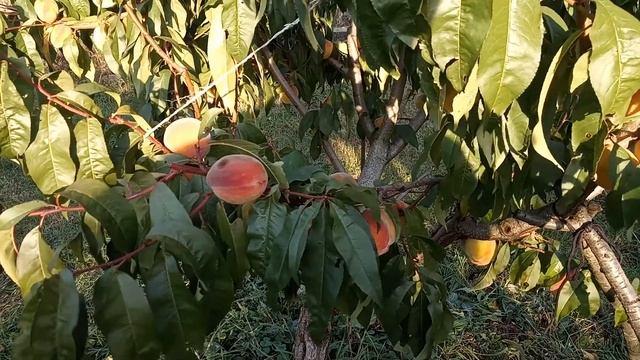 Персик из косточки после заморозков 23-24 сентября 2019 смотреть онлайн