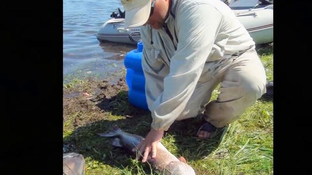 Крези фиш смотреть онлайн