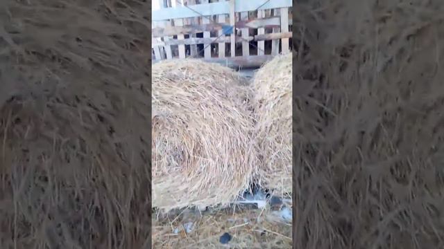 Вернёмся к нашим баранам :) смотреть онлайн