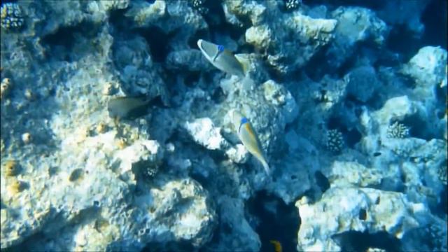 2012 EGYPT Red Sea смотреть онлайн