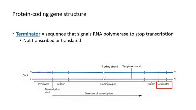 Structure Of Protein-Coding Genes