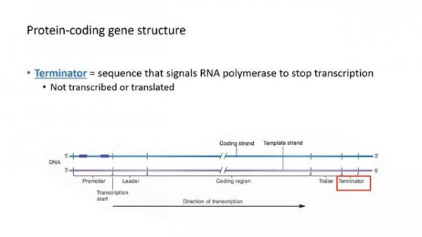 Structure of Protein-Coding Genes