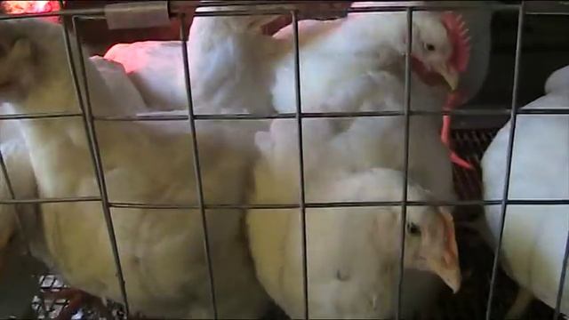 Бройлер Росс- 308 в 40 дней.Июнь 2017 г//Секреты хороших урожаев. смотреть онлайн