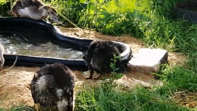 Купание утят. Индоутята. 1 месяц. смотреть онлайн