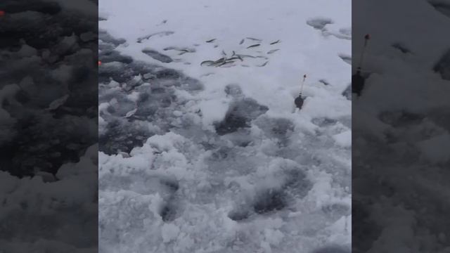 Лелик и Динька на корюшку Сестрорецк смотреть онлайн