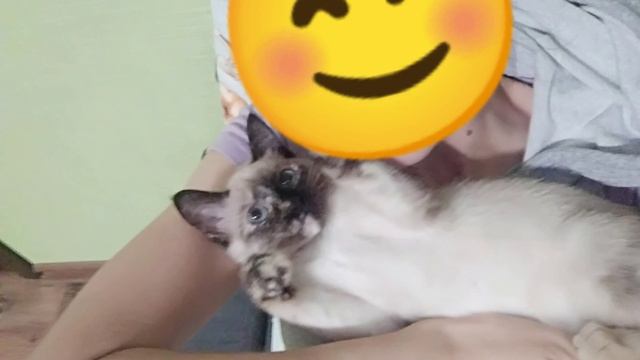 Маленького котёнка выкинули в приямок подвала. смотреть онлайн