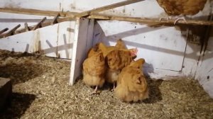 Орпингтон палевый. Антистрессовая порода кур? тискаем и наслаждаемся