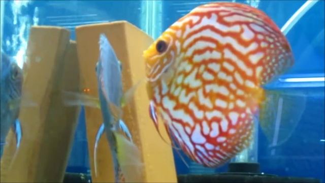 Cobalt and Pigeon Blood discus spawning смотреть онлайн