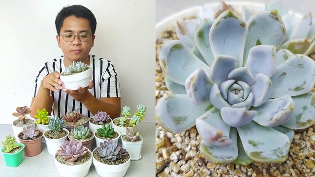 14 Very Colorful Succulents That Colors Easily! + How To Make Succulents More Colorful