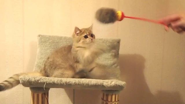Золотой британский котенок смотреть онлайн
