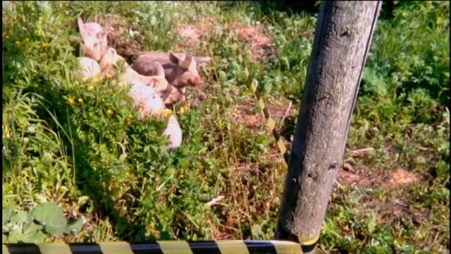 Венгерская мангалица VS Электропастух смотреть онлайн