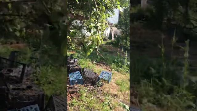 Как поймать кролика если он убежал #shorts смотреть онлайн