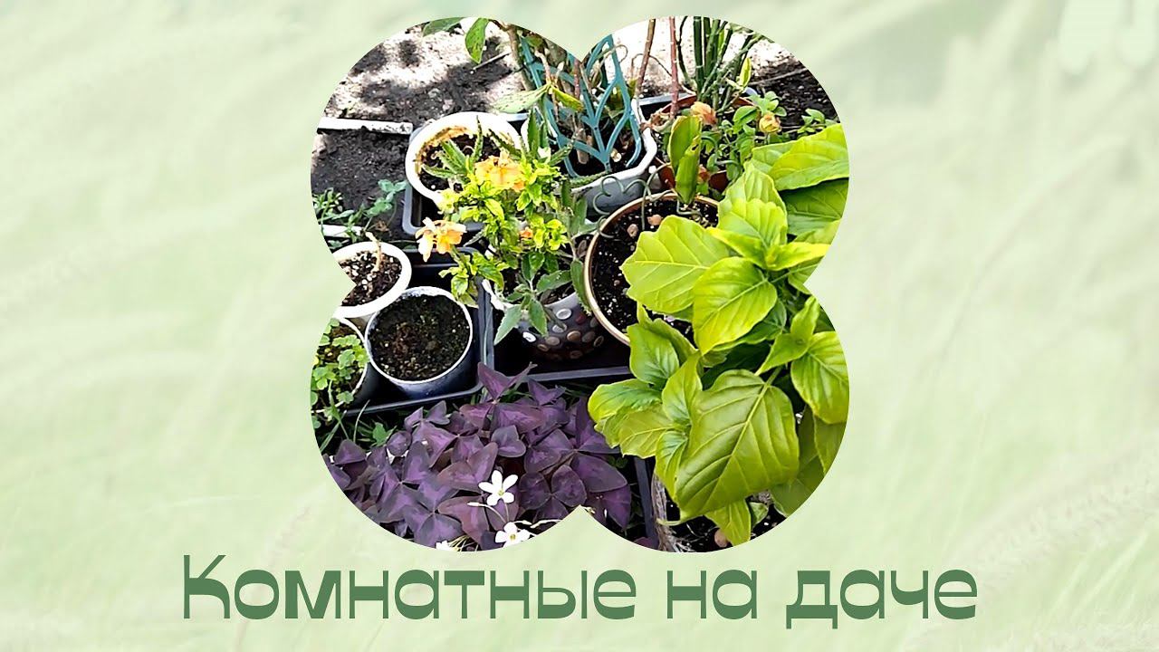 Комнатные растения на даче. Обзор. смотреть онлайн