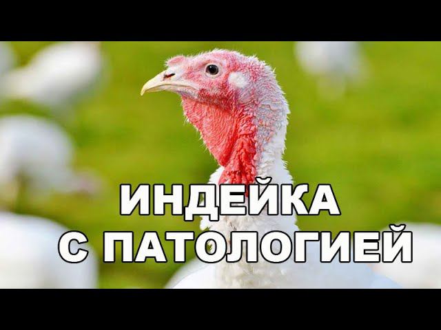 Стоит ли растить некондиционную индейку? смотреть онлайн
