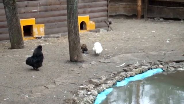 мохнатые курицы смотреть онлайн