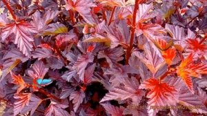 Пузыреплодник калинолистный Литтл Энжел ? обзор: как сажать, саженцы пузыреплодника Литтл Энжел