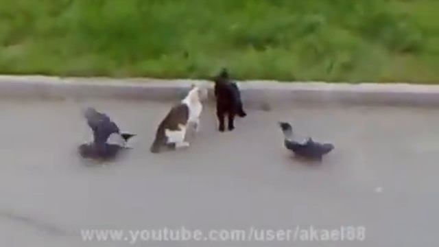 Epic Cat Fight (cat's horror) Crows vs Cat vs Cat Street Fight смотреть онлайн