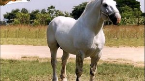 Породы лошадей! Першерон! (французский тяжеловоз)