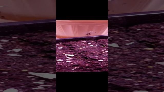 маячки для рассады смотреть онлайн