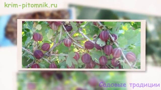 Как поливать саженцы смотреть онлайн