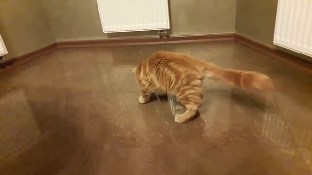 Жизнь Рыжего Мейн-кун.(20) смотреть онлайн