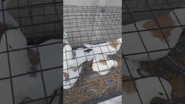 Голуби Гривуны желтые. смотреть онлайн