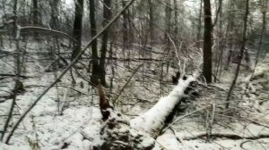 Охота на куницу с лайкой . Молодая лайка . Начало есть !