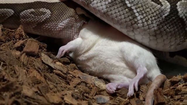 Python Squeezes life from rats body / warning live feeding смотреть онлайн