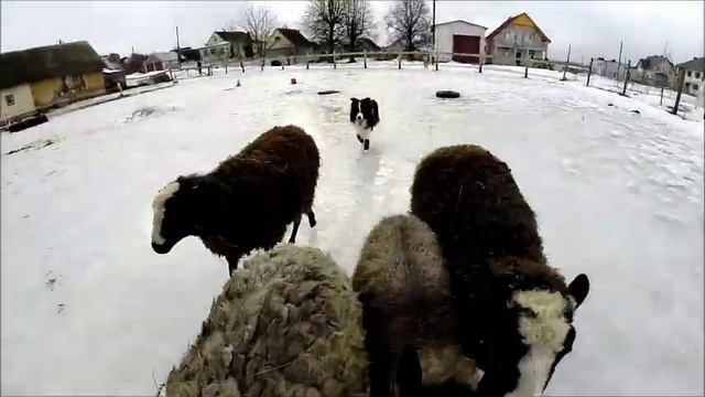 16 02 2019 Пастьба смотреть онлайн