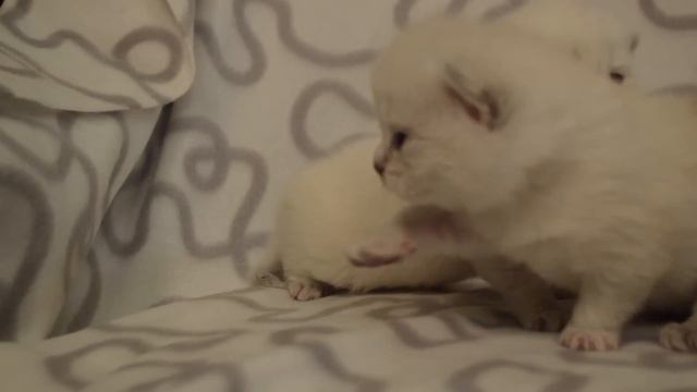 Котятки смотреть онлайн