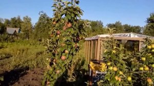 Еще несколько слов о сорте яблони Конфетное и Колоновидных яблонях.