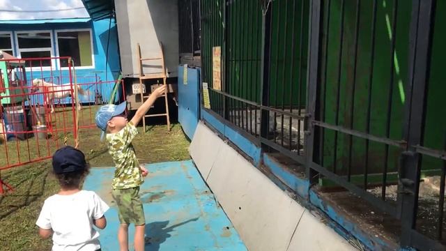 Good Boy Mark с братом едут в зоопарк и кормят животных. Кормим верблюда! Видео для детей. смотреть онлайн