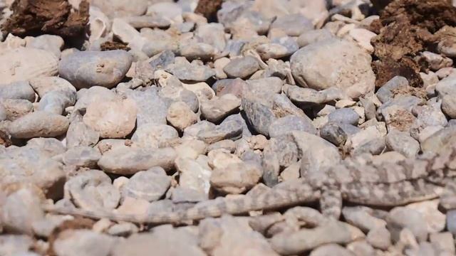 Агама (Лаудакия) гималайская. Палеонтологическая экспедиция в горах Сары-Тоо. Баткенской области. смотреть онлайн