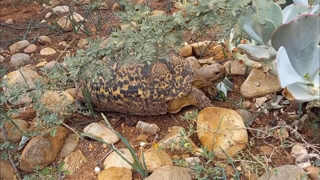 A LEOPARDS LUNCH ☆ GEOCHELONE PARDALIS TORTOISE: EATING TOXIC COTYLEDON ORBICULATA VAR ORBICULATA ☆ смотреть онлайн