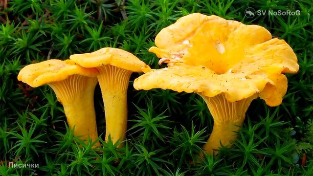 Лисички смотреть онлайн