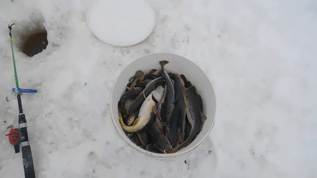 Ухта 07-08 .02.2020 г. смотреть онлайн