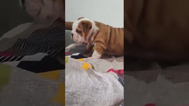 British bulldog puppy heavy bone good quality champion 🏆 blood line all over India shipping смотреть онлайн