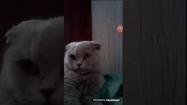 Котя поёт Ляля я знаю твой тилифон смотреть онлайн