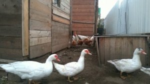 Купил индоуток на племя