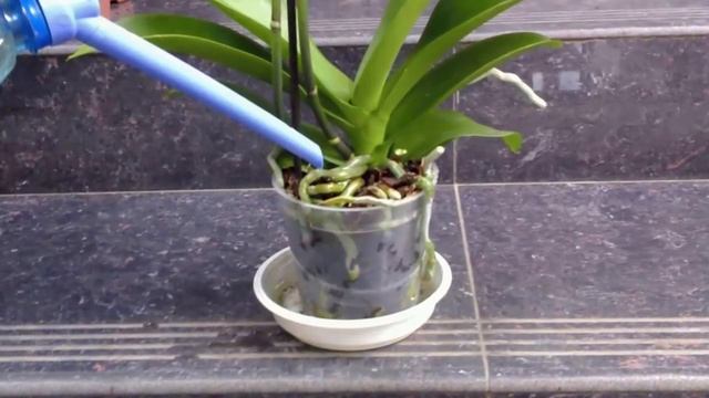 Полив Орхидей! Как правильно поливать Орхидеи! смотреть онлайн