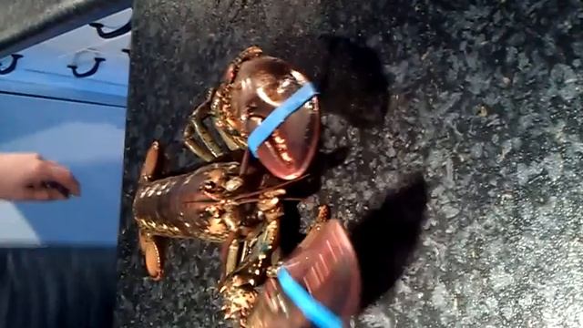 Onze carnaval kung-fu lobster смотреть онлайн