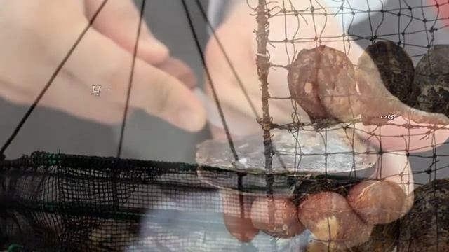 Как выращивают жемчуг смотреть онлайн