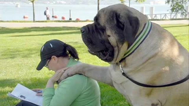 Самые БОЛЬШИЕ СОБАКИ В МИРЕ (Biggest Dog in the World) смотреть онлайн