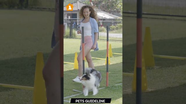 Woman Teaching A Dog | How To Train A Dog | Professional Dog Training | Pets Guideline смотреть онлайн