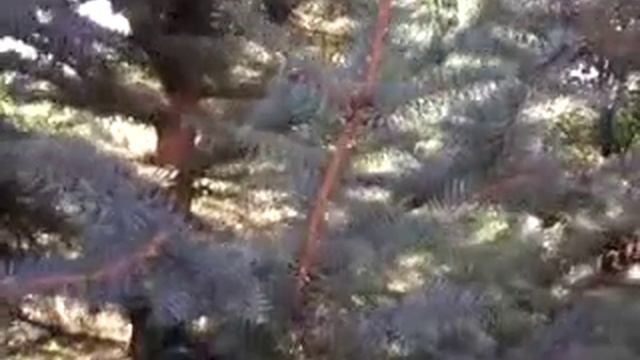 Ёлка серебристая смотреть онлайн