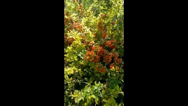 История парка "Долина Роз" в городе Кишинёв смотреть онлайн