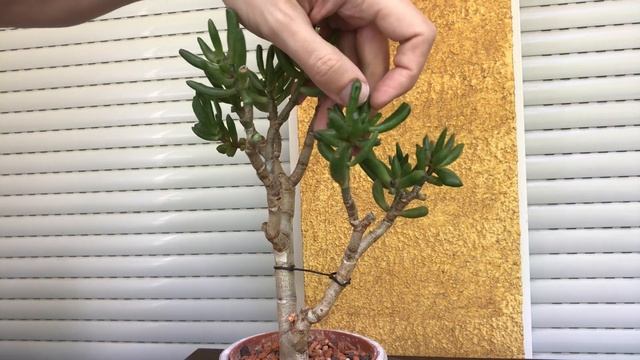 Crassula ovata Gollum, Summer 2022 смотреть онлайн